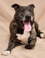 BUDDY Imagen 1